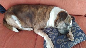 Zuma - Pet Zuma 15 Anos 