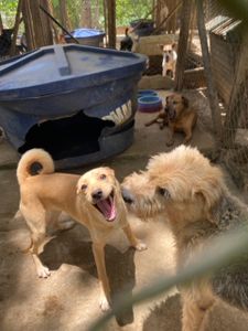 Dog’s Heaven e Você: Juntos podemos auxiliar os animais vítimas dos desastres em Petrópolis imagem 11