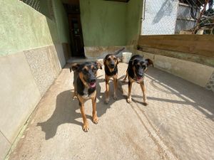 Dog’s Heaven e Você: Juntos podemos auxiliar os animais vítimas dos desastres em Petrópolis imagem 8