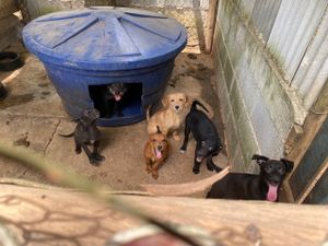 Animais - Dog’s Heaven e Você: Juntos podemos auxiliar os animais vítimas dos desastres em Petrópolis