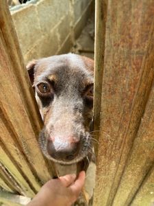 Dog’s Heaven e Você: Juntos podemos auxiliar os animais vítimas dos desastres em Petrópolis imagem 9
