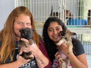 Petrópolis/RJ - Dog’s Heaven e Você: Juntos podemos auxiliar os animais vítimas dos desastres em Petrópolis