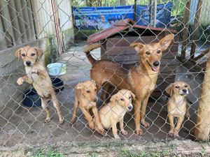 Dog’s Heaven e Você: Juntos podemos auxiliar os animais vítimas dos desastres em Petrópolis imagem 10