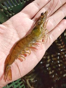 Crowdfunding - Up na minha criação de camarão 