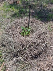 Meio ambiente - 1º ECOS Pinheiral