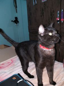 Vaquinha Online - AJUDA PARA O NEGUINHO