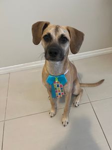 Castração do Elvis