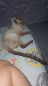 Animais - Ajudem a Mel vencer a Leucemia