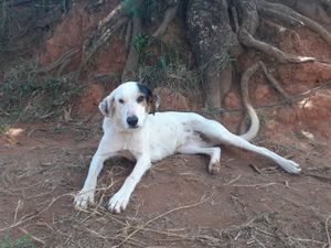 Vaquinha Online - Resgate da Dara Dog