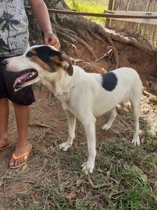 Animais - Resgate da Dara Dog