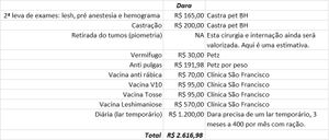 Dara Dog - Resgate da Dara Dog