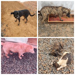 Castração e Vacinação!