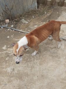 Ajuda para cachorros e gatos da Frei Damião