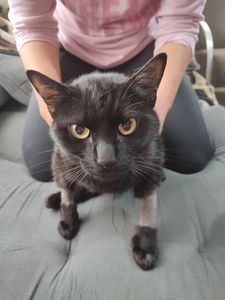 Tratamento do Gatinho (banguela)