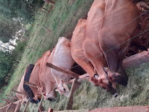 Projeto de produção de leite sustentável e bem estar animal na agricultura familiar 