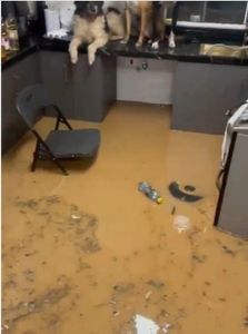 Ajude a Fernanda a reformar a casa atingida pelas chuvas!