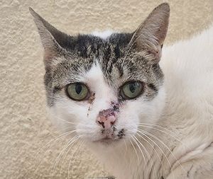 Gata Julinha pede ajuda para tratamento