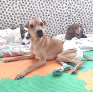 Os 3 CÃOdeirantes precisam de você!