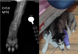 cirurgia pra não amputar pata filhote