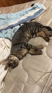 Ajuda ao gatinho Pericrinho