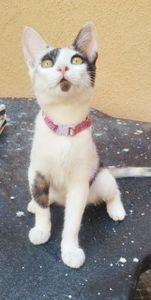 Intercâmbio em Troca de Poesias