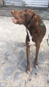 Quimioterapia e Castração 