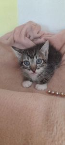 Gastos da Gatinha  Eli