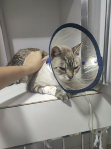 Ajuda para pagar as despesas veterinárias do Orelha