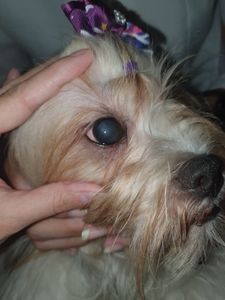 Ajude Mel a voltar a enxergar!