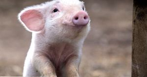 Ajude o porquinho a sorrir