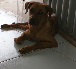 Ajuda no tratamento de Displasia Coxofemoral da minha cachorrinha 