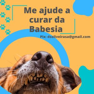 Ajude Bob contra a babesia