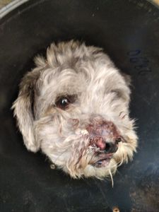 Ajudem a pagar o tratamento do meu cachorro