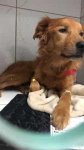 Tratamento de erliquiose do Matheus