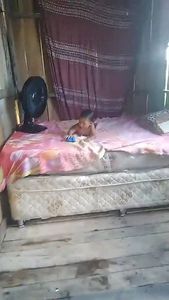 Ajudar a pequena adria