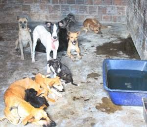 AJUDA PARA ALIMENTAR OS BICHINHOS 