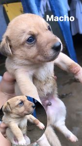 Causa para animais de rua 