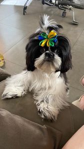 Lola: Me ajude a fazer a cirugia em meu olhinho para eu continuar a enxergar!