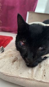 AJUDE O MIAU 🐈‍⬛🚨