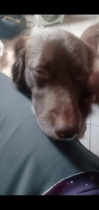 Ajude o chocolate pegou doença do carrapato dói muito pessoal achei ele na rua BB e tá comigo a 3 anos