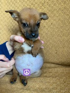 vaquinha pra cirurgia!!