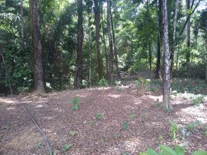 PROTEÇÃO DA AMAZONIA