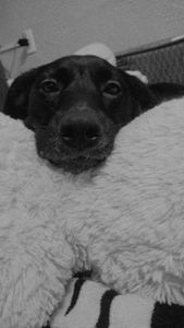 Me ajude a comprar os remédios da Pandora