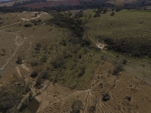 Restauração florestal