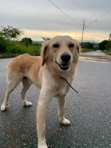 Ajude nas despesas médicas do Toba! 