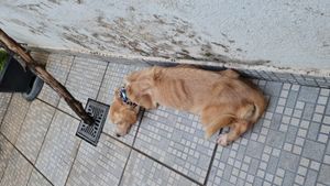 Ajudar a neném Cristal 