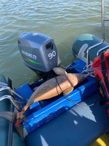 AJUDE OS ANJOS DO MAR A RESGATAR ANIMAIS MARINHOS!!!