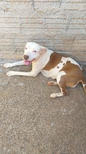 Preciso da sua ajuda para uma cirurgia de emergência 