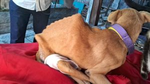 Cachorrinho Pingado Precisa de Cirurgia Urgente!