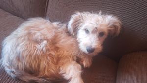 falta 70 reais para eu poder castrar minha cachorrinha 